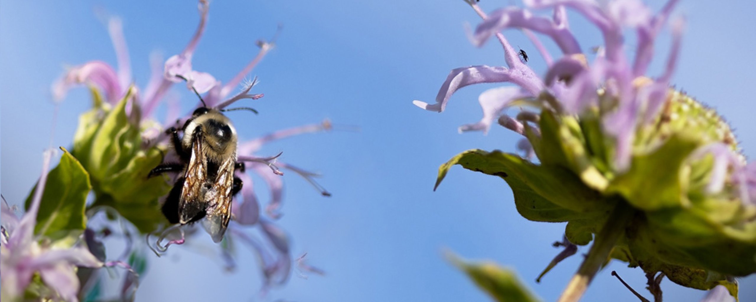 Hommels tegen achtergrond van blauwe lucht die bloemen bestuiven