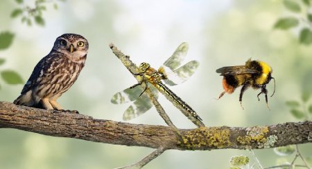 Van links naar rechts, afbeeldingen van: Steenuil - Glassnijder - Weidehomel