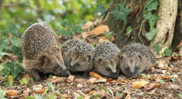 Moeder egel met drie kleine egeltjes