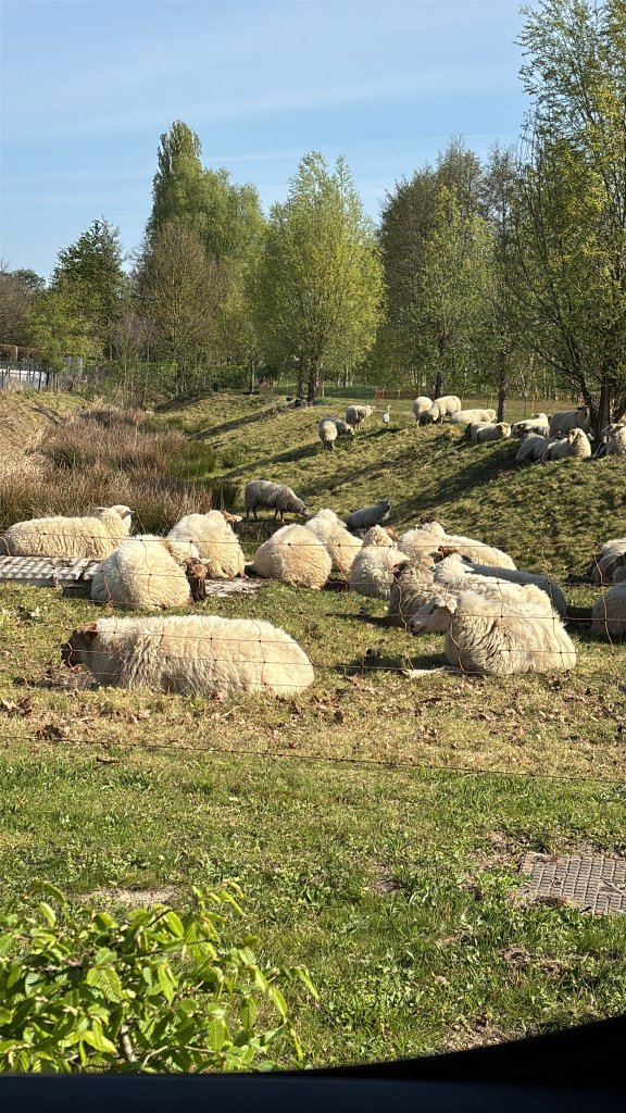 Schapen