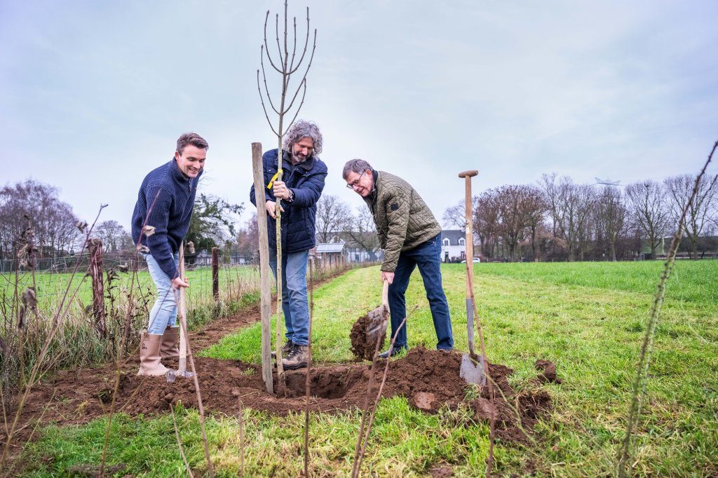 Drie mannen, waaronder wethouder Hub Meuwissen , planten een jonge boom.