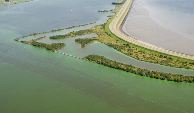 Wateroppervlak met blauwalg