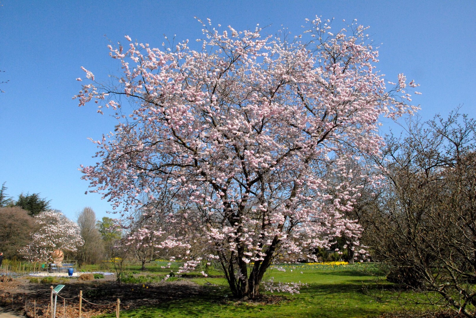 Afbeelding van een Prunus boom