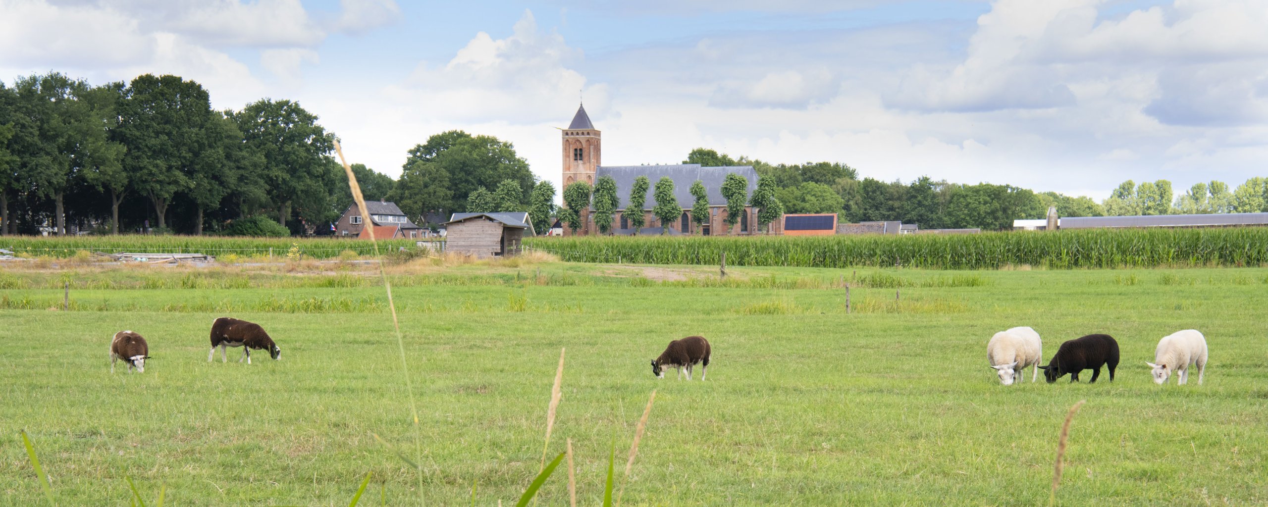 Eemnes Contact - Banner Dikke Torentje