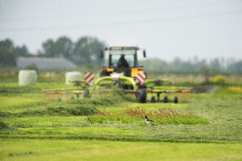 Scholekster in een weiland met op de achtergrond een tractor