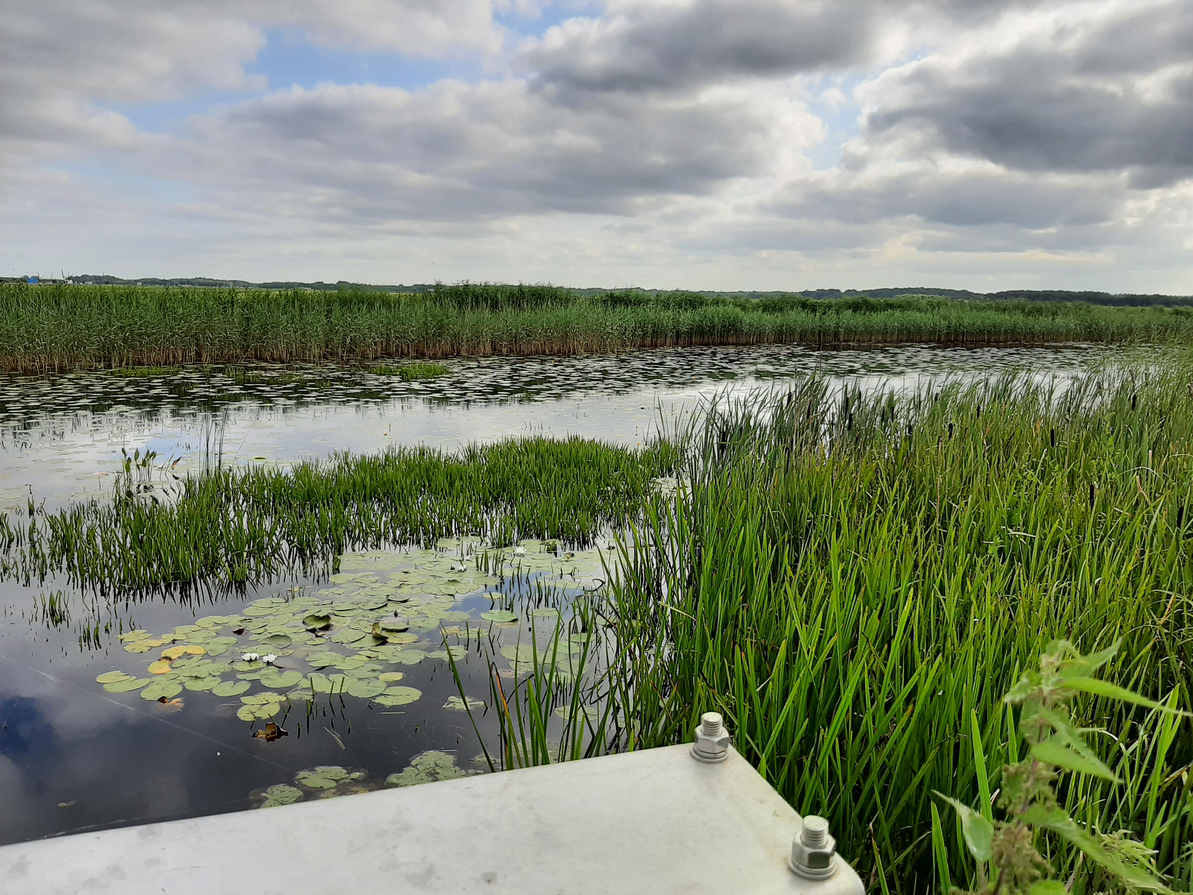 Water met pompeblêden en riet er om heen.