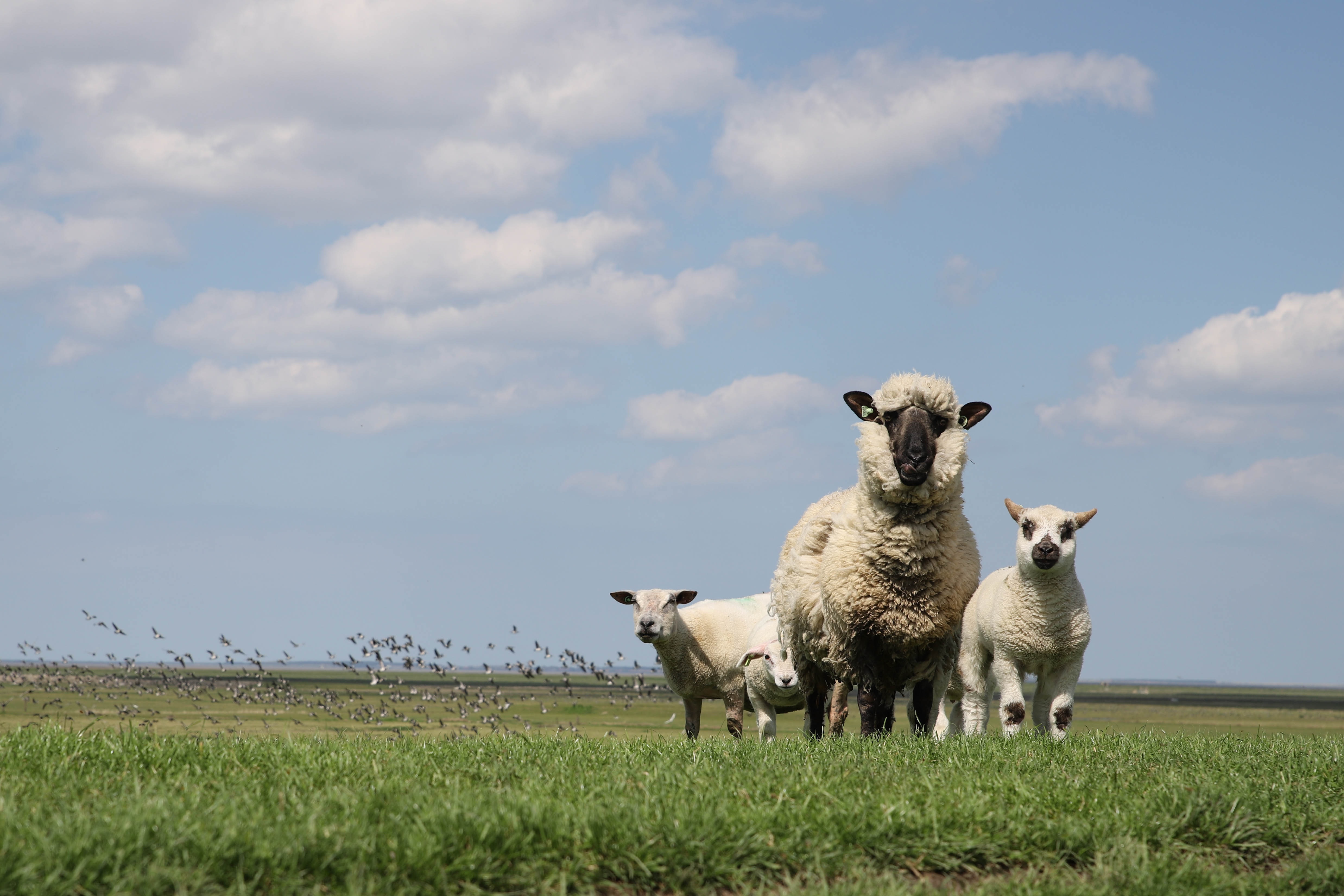 Drie schapen staan naast elkaar en kijken recht in de lens. Ze staan in een weiland