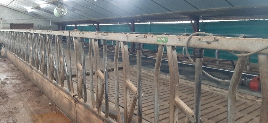 Een hekwerk voor koeien in een stal.