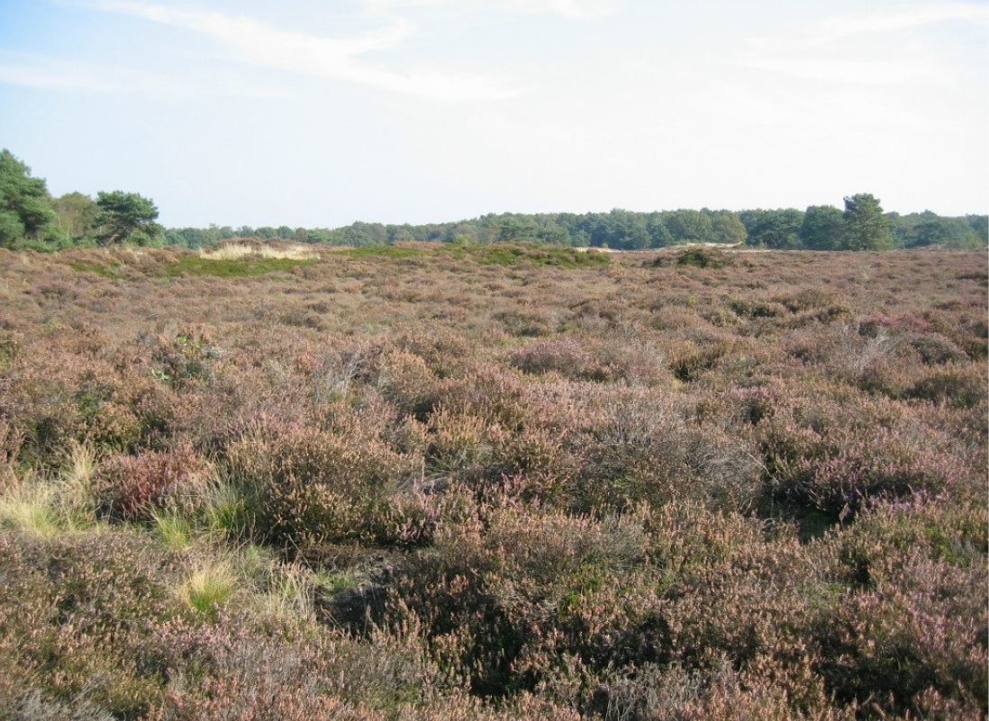 De duinen in Bakkeveen.