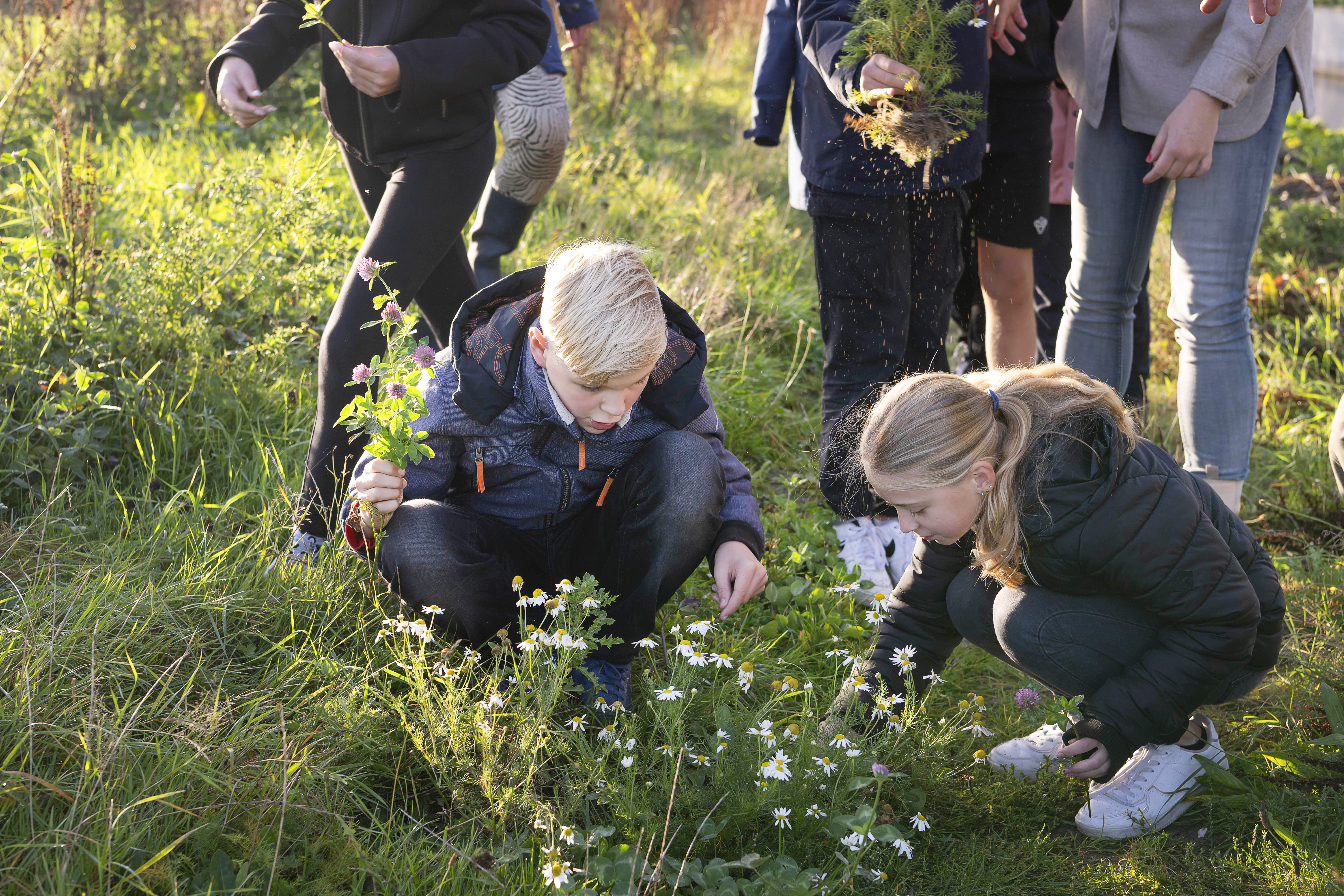 Kinderen zijn veldbloemen aan het plukken