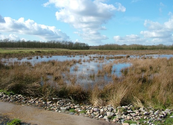 Een weiland met bruin hoog gras wat deels ondergelopen is door water. Op de voorgrond een paadje met stenen.