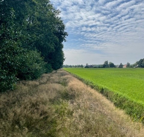 Het landschap Drents-Friese Wold, een groen weiland geflankeerd door bomen.