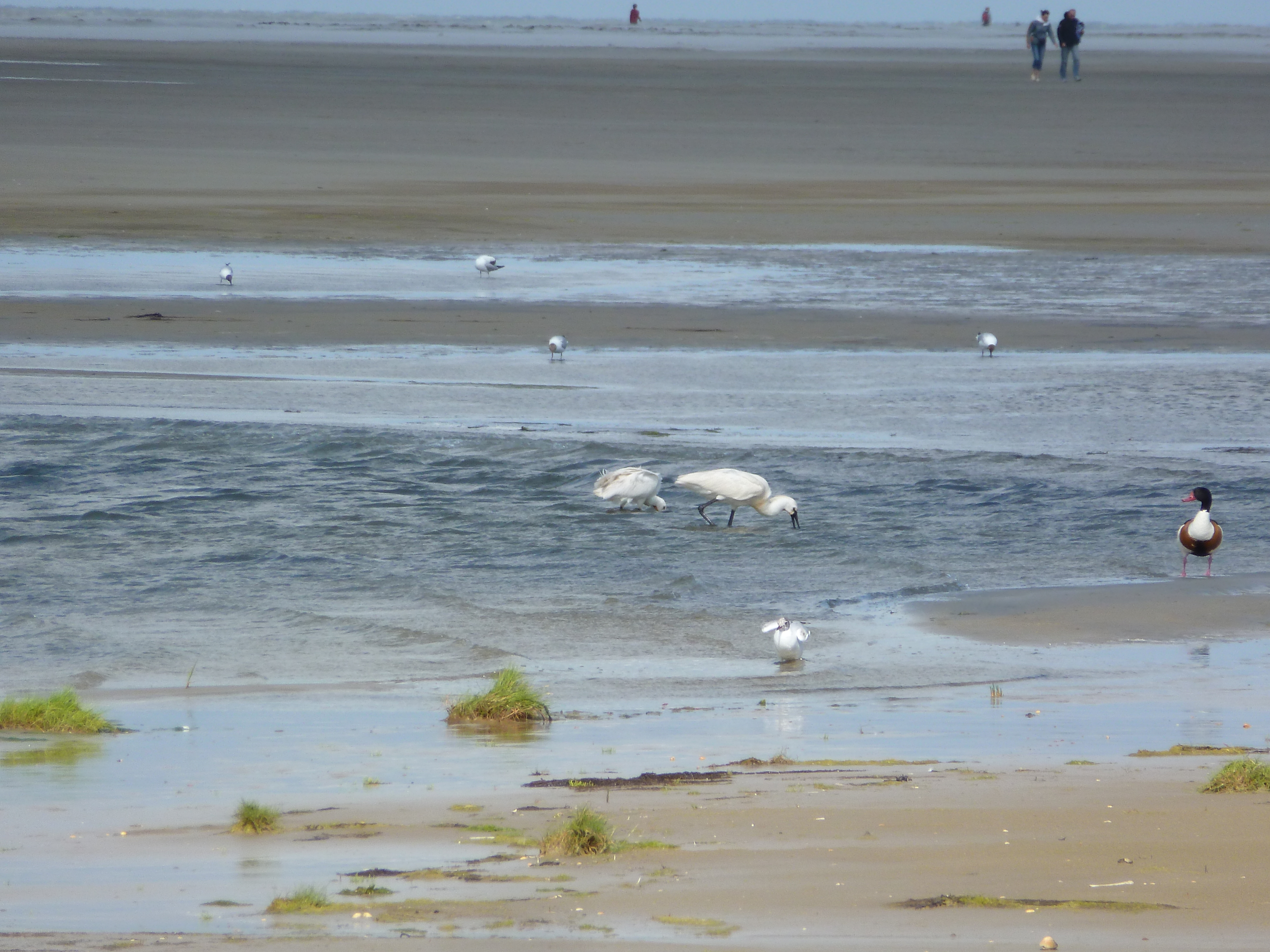 Strand en zee op Ameland waar vogels door het water lopen.