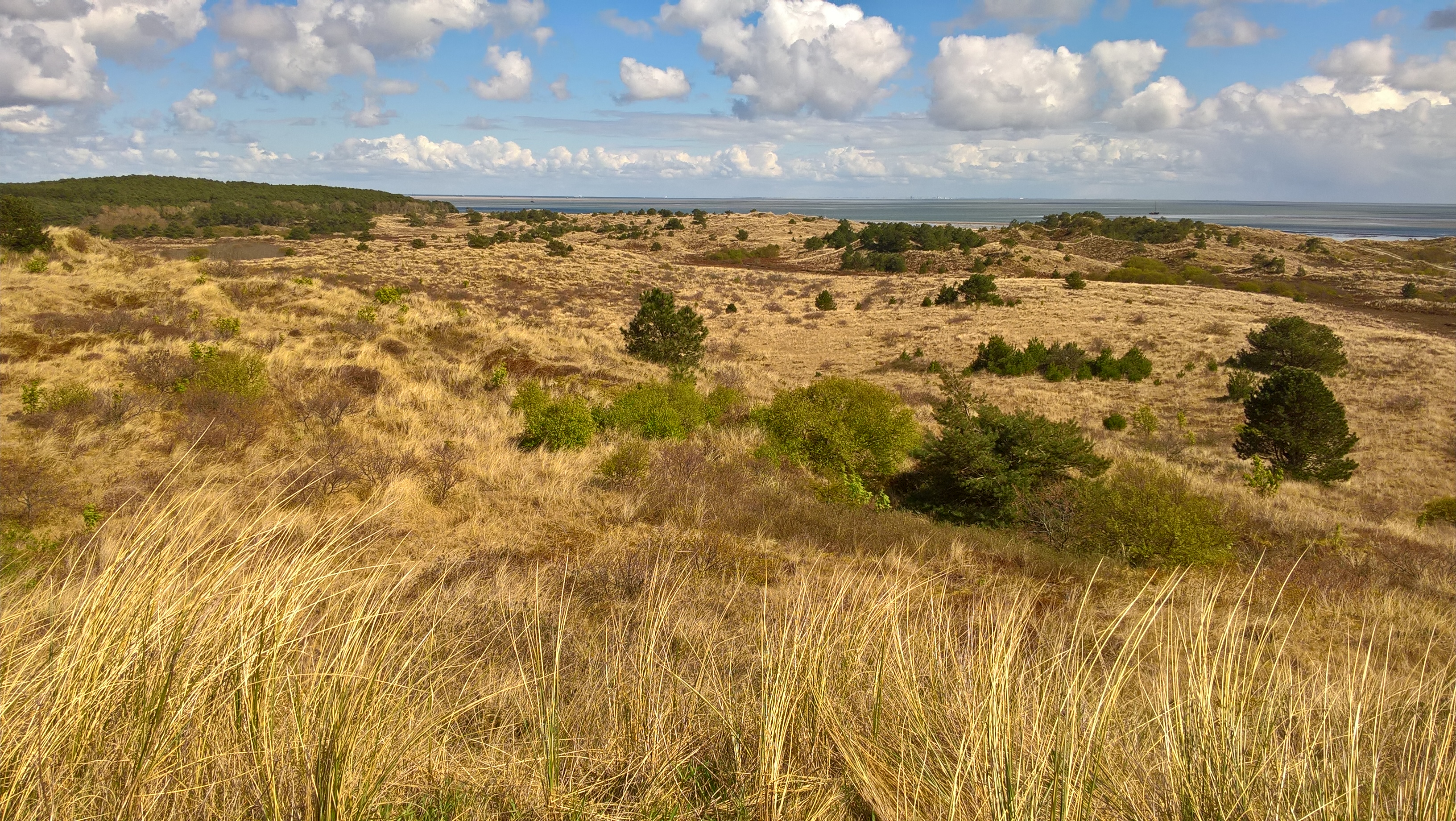 De duinen op Vlieland.