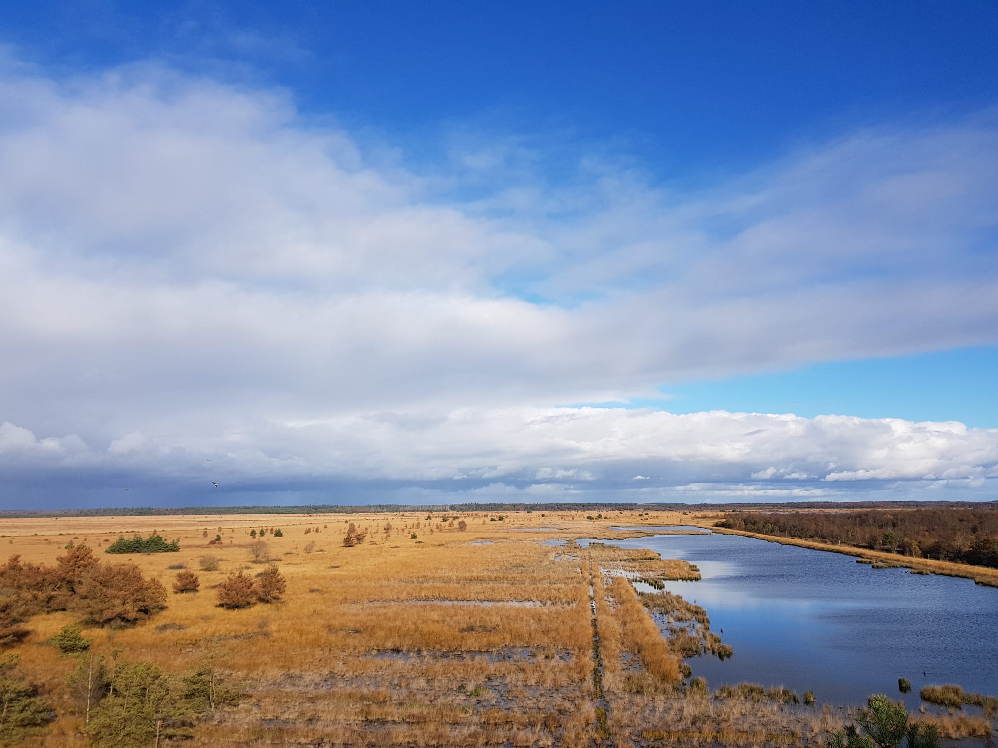 Water en bruin gras tegen een bewolkte maar zonnige lucht in Fochteloërveen.