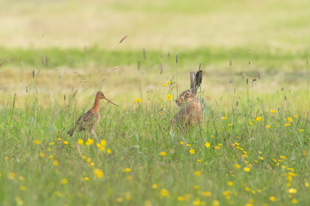 Een grutto en een haas zitten in een weiland met gele bloemetjes.