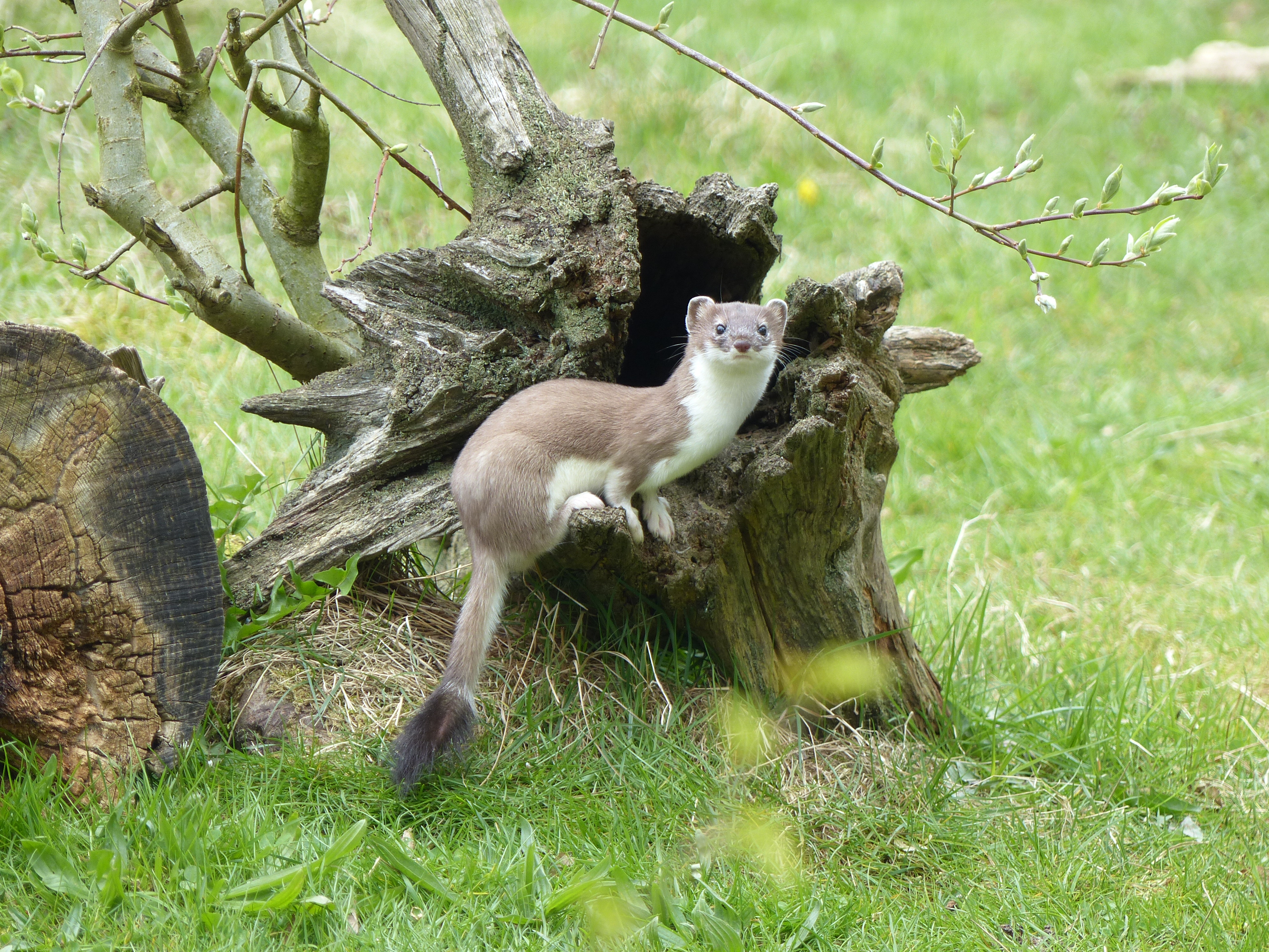 Een hermelijn zit in een omgehakte boom in het gras