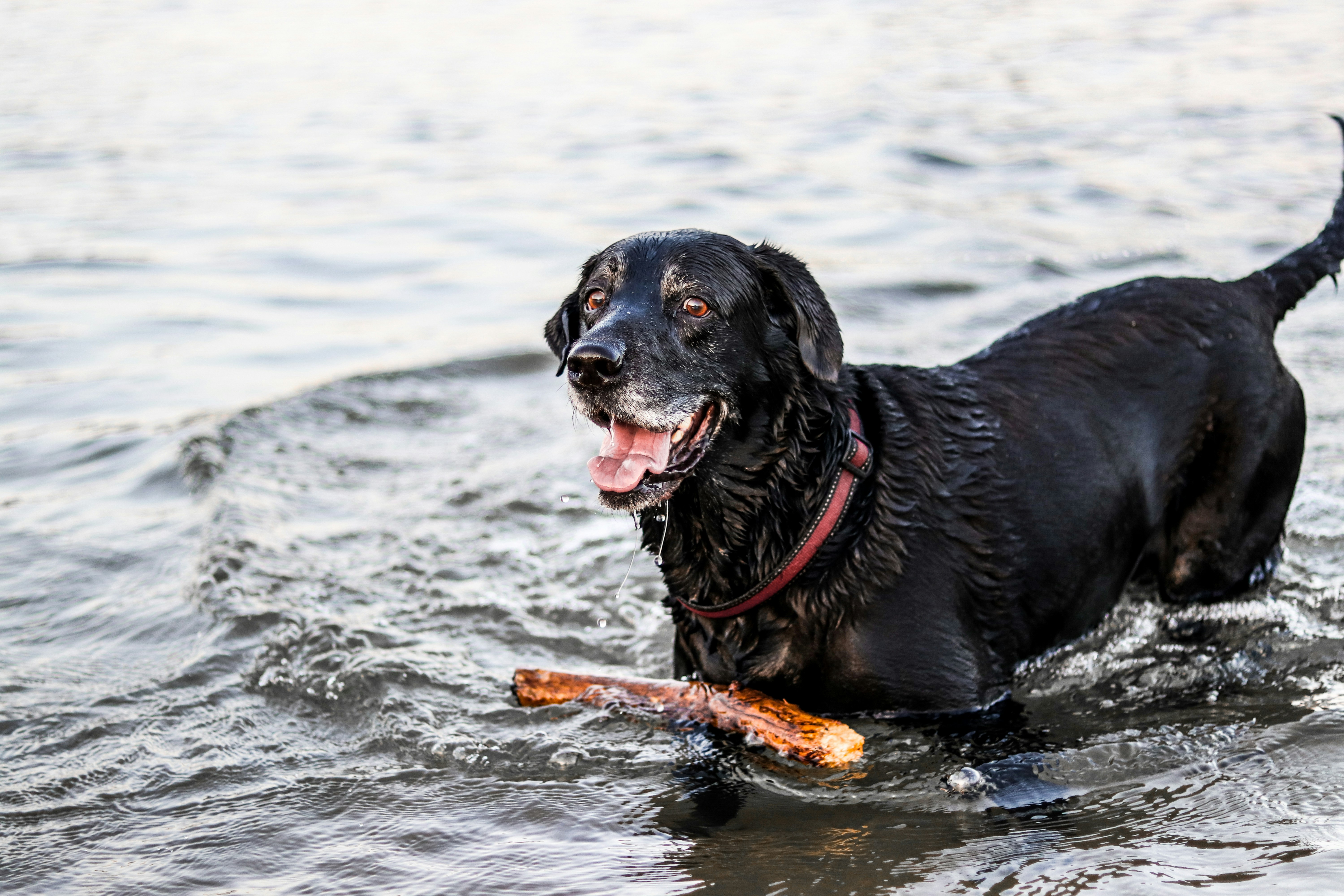 Een hond speelt met een stok in het water.