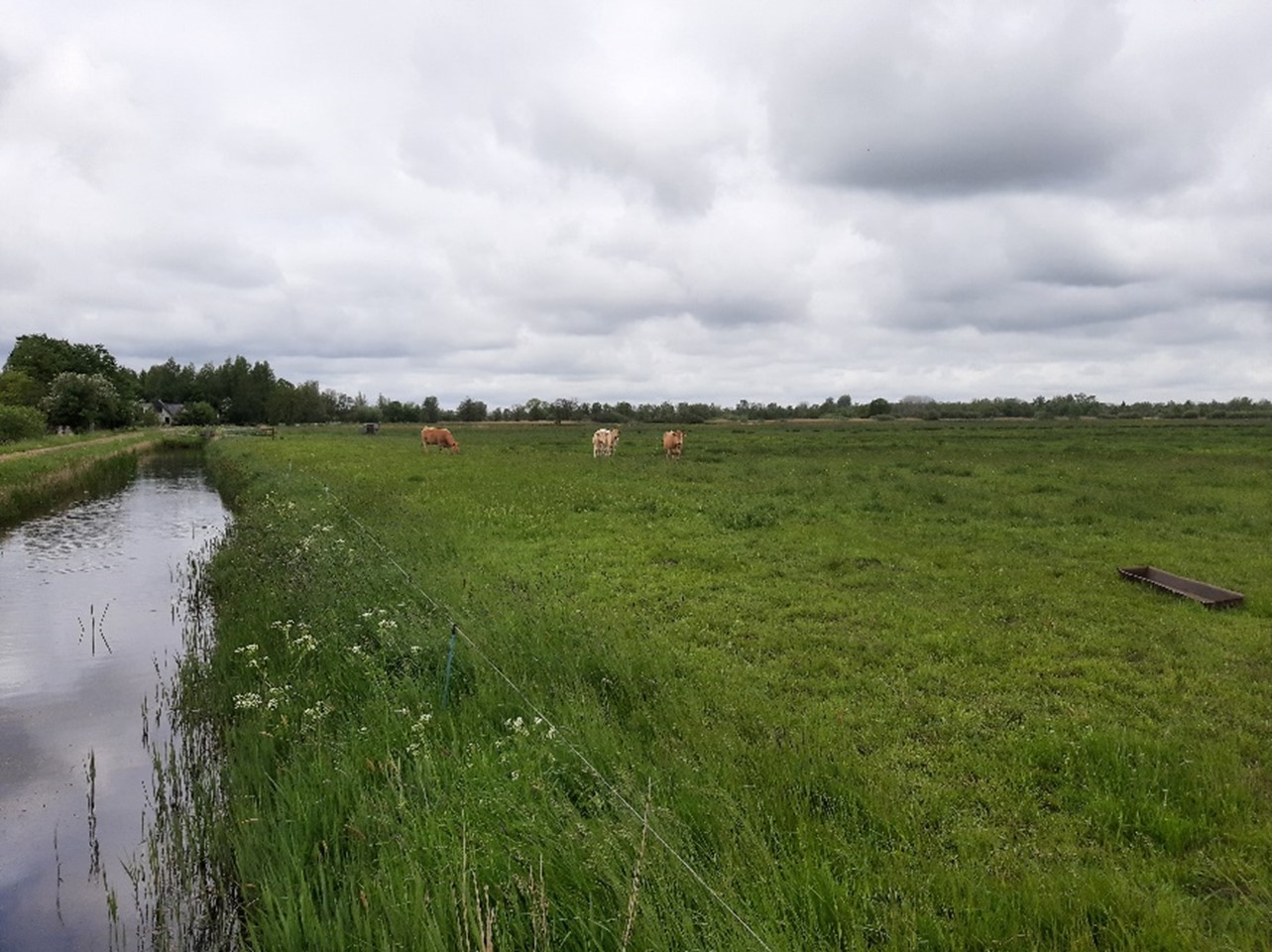 Een weiland waar een sloot naast is en er lopen schaapjes in de wei.