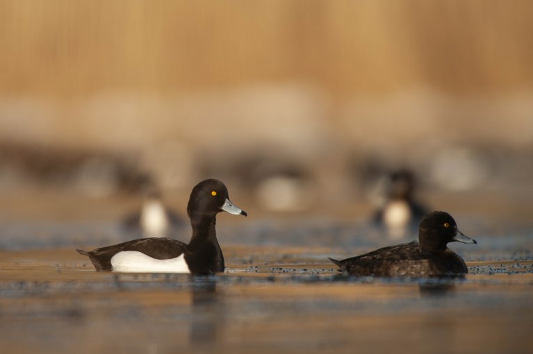 Een kuifeend zwemt in het water met andere kuifeendjes op de achtergrond.