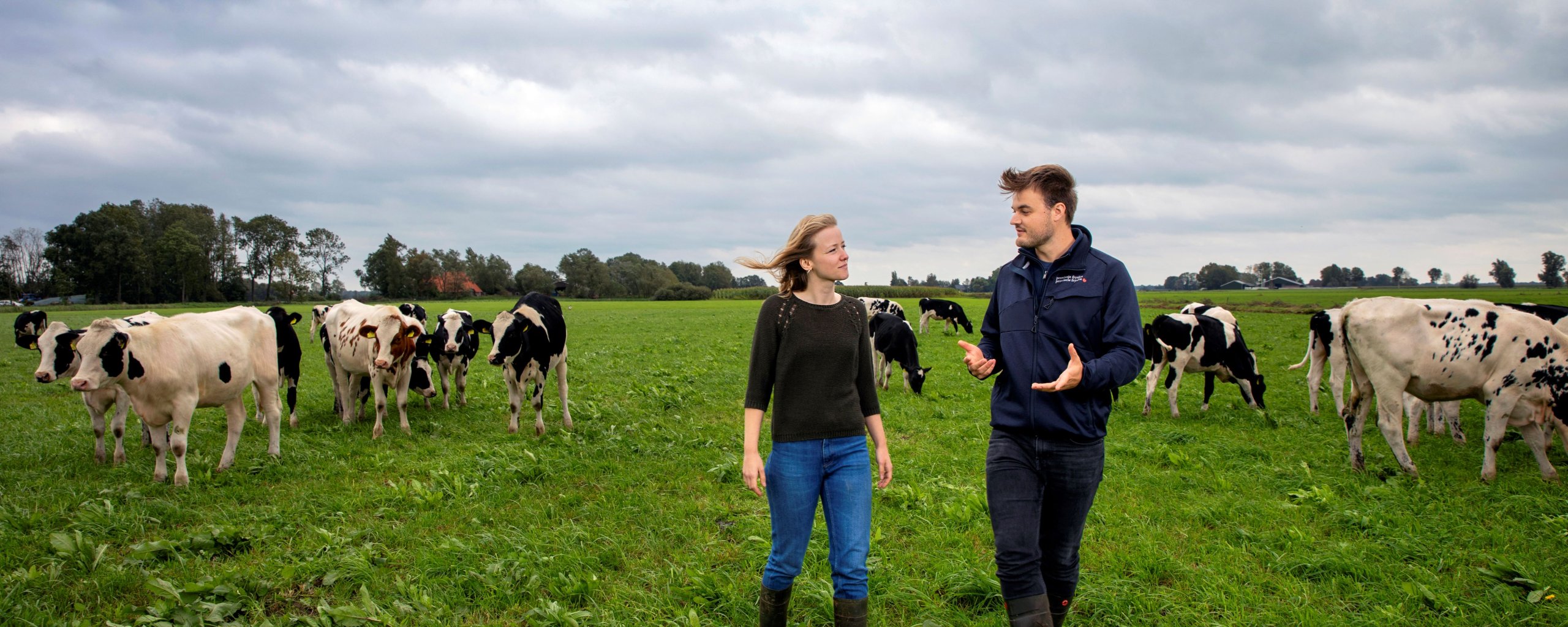 Een man en een vrouw lopen door een weiland waar koeien in staan.
