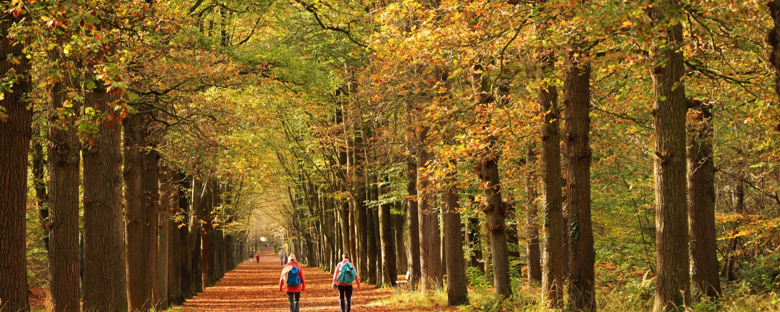 Een bos met herfstbladeren en mensen die op het pad lopen.