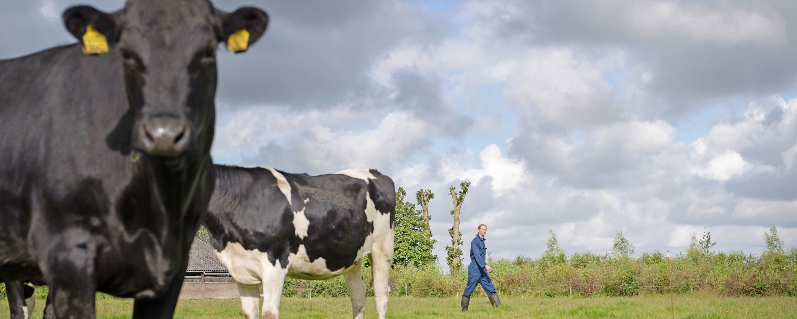 Een boer loopt door een weiland met op de voorgrond twee koeien waarvan een recht in de lens kijkt.