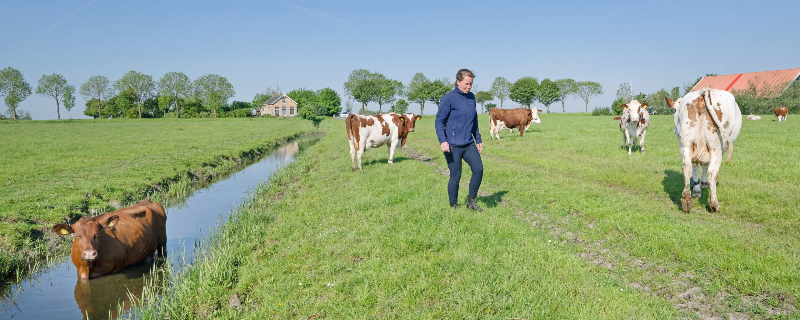 Een man loopt in een weiland tussen de koeien. Een koe staat in de sloot.