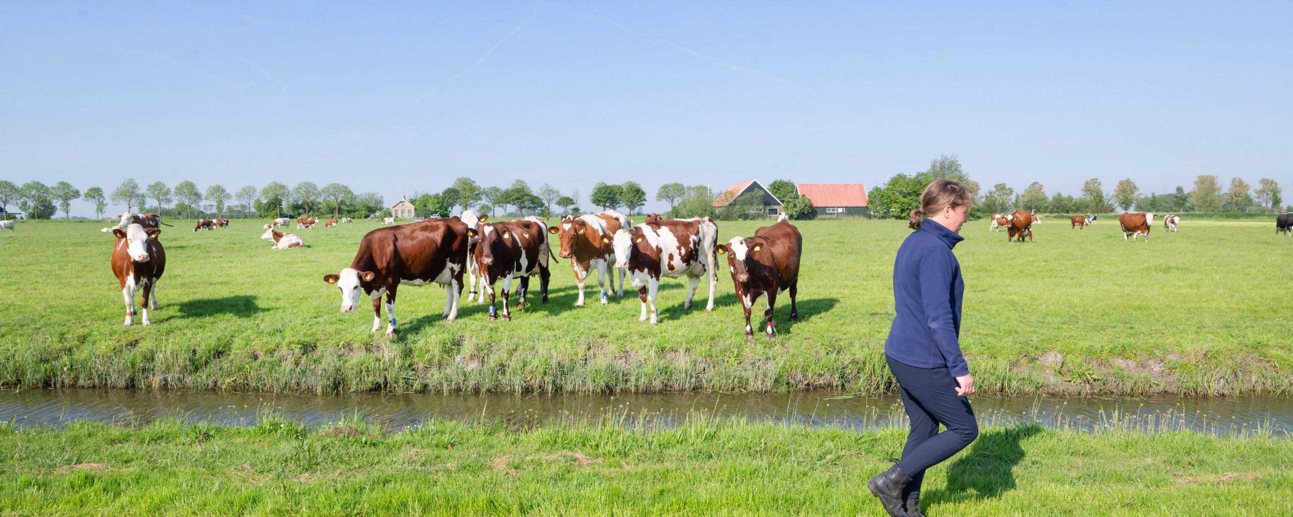 Vrouwlijke boerin loopt langs een sloot. Aan de andere kant van de sloot staan koeien in de wei.