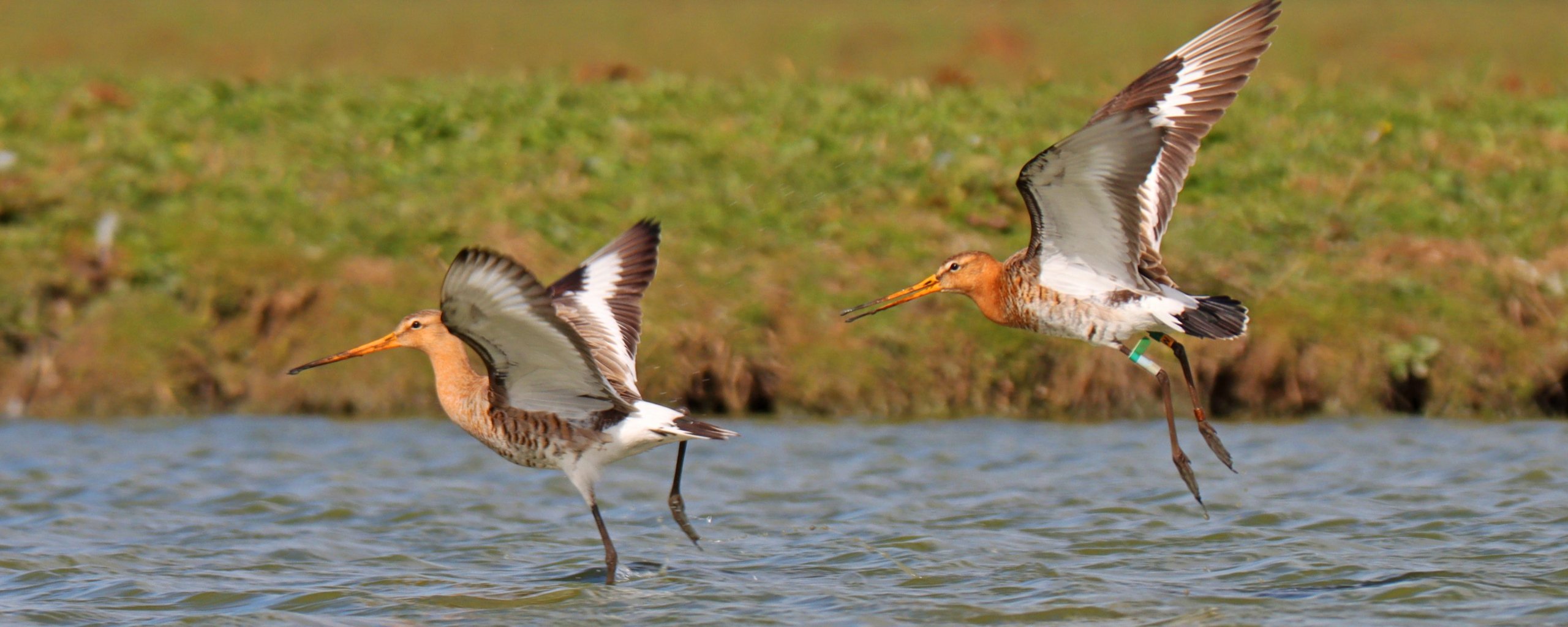 Twee grutto's vliegen over het water.