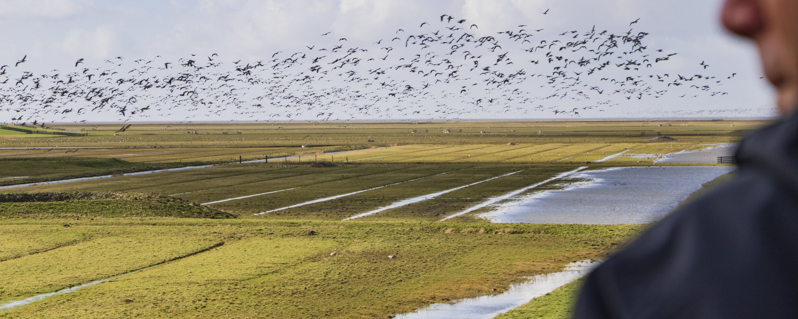 Een persoon kijkt uit over weilanden die deels onder water staan. Er vliegt een hele wolk vogels in de lucht.