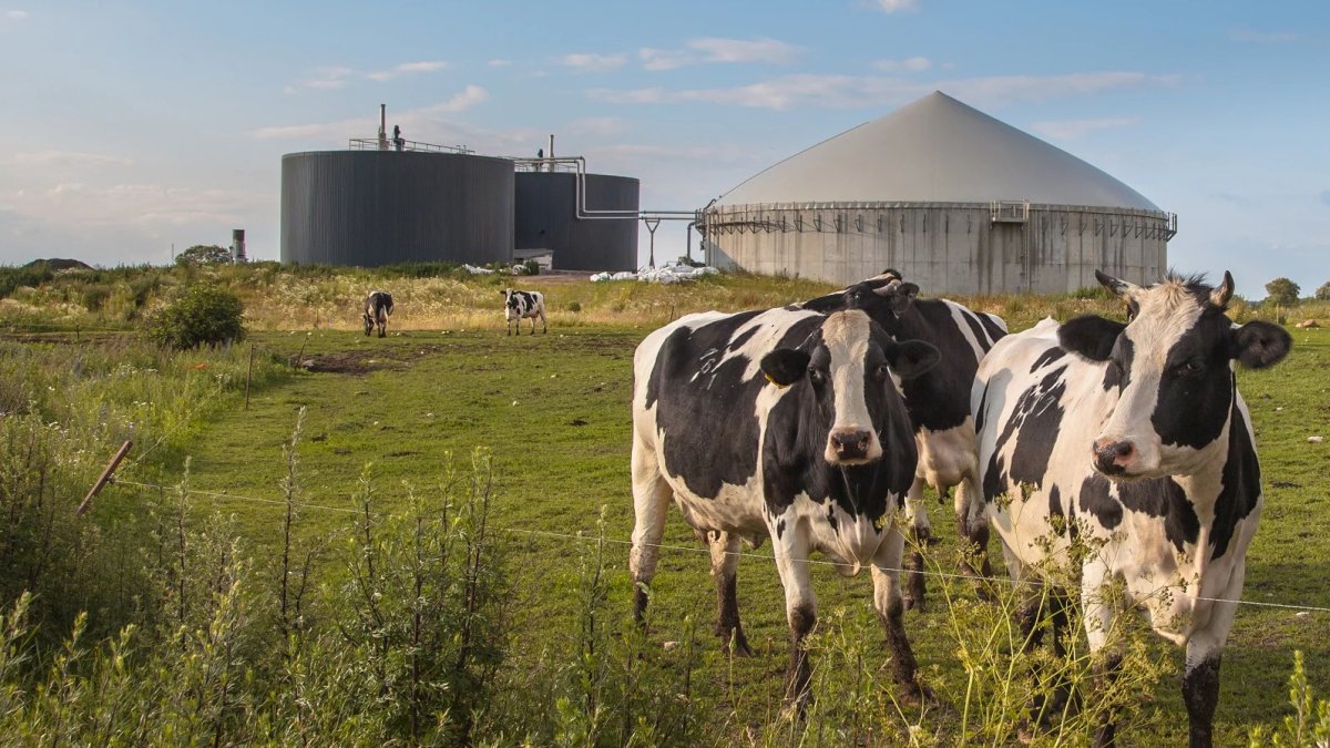 Subsidieverstrekking voor pilot mesthub Wijnjewoude Energie Neutraal