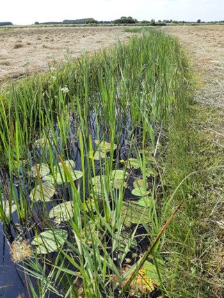 Sloot met riet en pompeblêden.