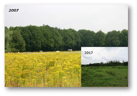 Collage van foto's die bodemmoeheid door jacobskruiskruid tonen