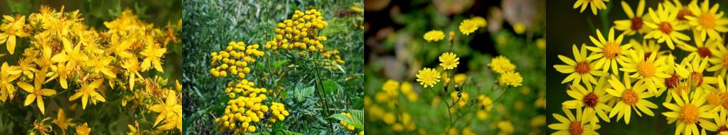 afbeelding van vier foto's van geelbloeiende planten die lijken op jacobskruiskruid
