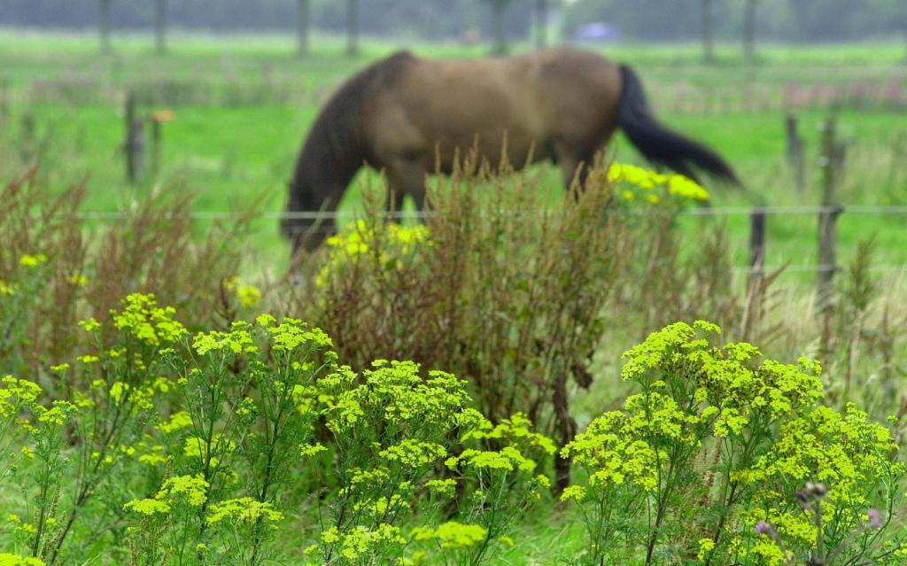 Foto van een paard in de wei naast jacobskruiskruid