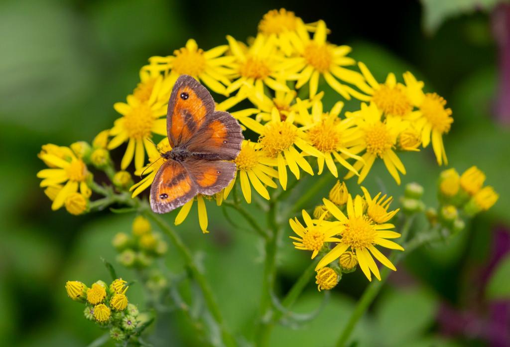 Foto van jakobskruiskruid met vlinder