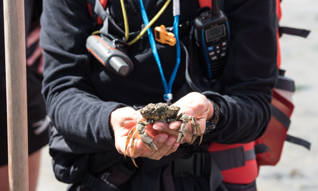 Een persoon met een krab in zijn handen