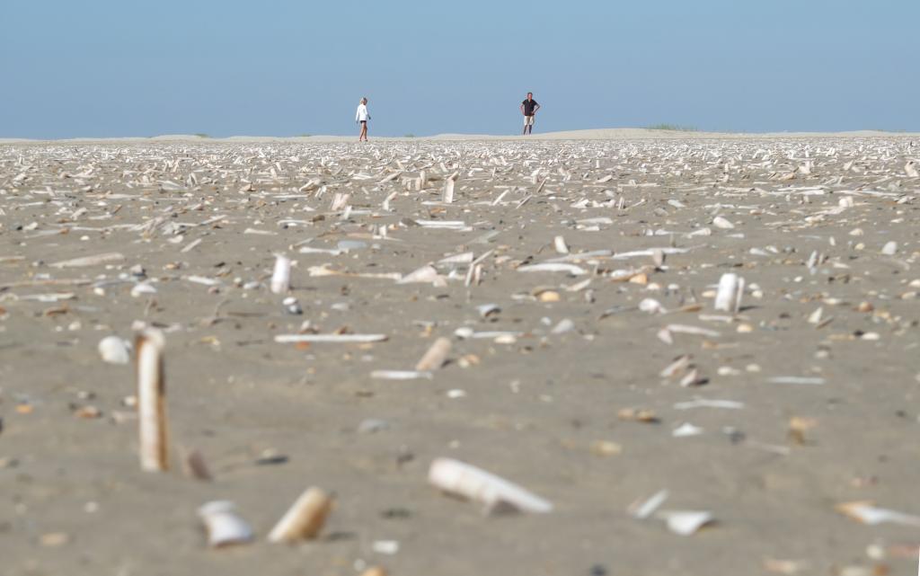 Zandstrand met allemaal schelpen en aan de horizon lopen twee personen