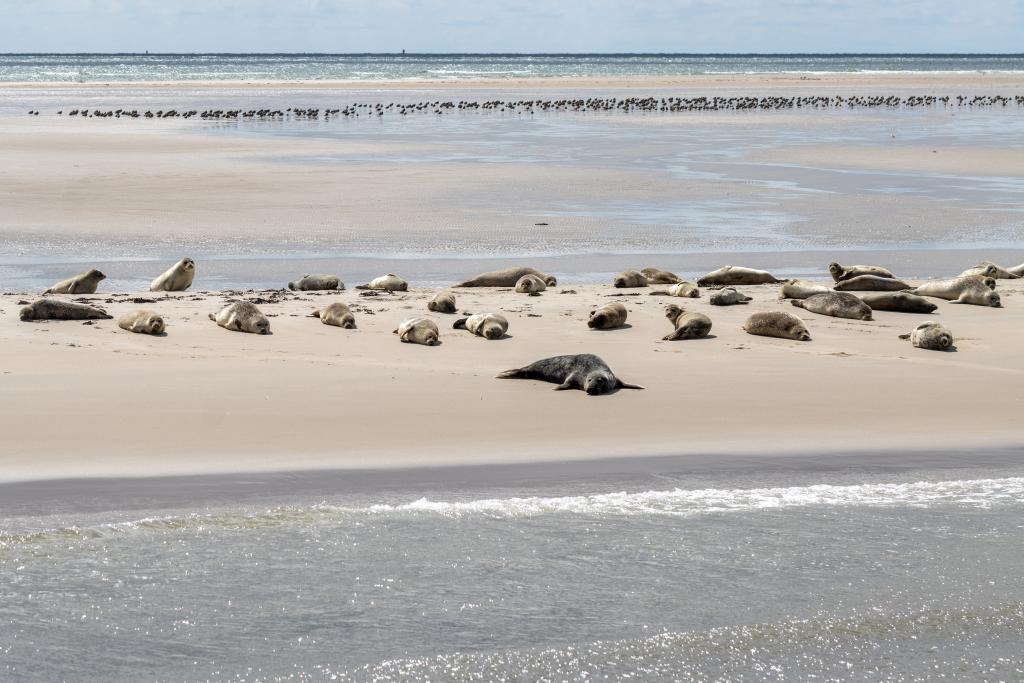 er liggen meer dan twintig zeehondjes te zonnen op een zandbank in de zee