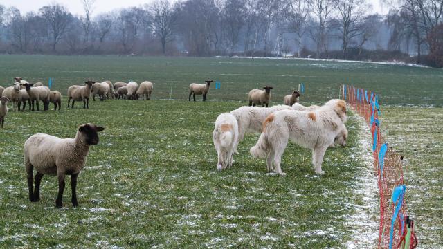Er staan enkele witte kuddehonden bij een kudde schapen in een weiland met een stroomhek. Er  ligt wat sneeuw.