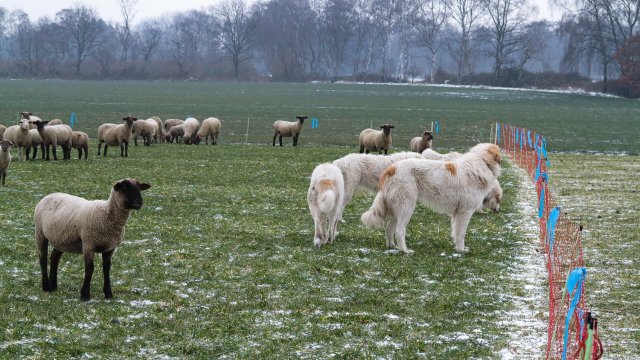 Er staan enkele witte kuddehonden bij een kudde schapen in een weiland met een stroomhek. Er  ligt wat sneeuw.