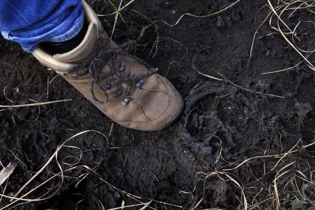 Een persoon wijst met zijn/haar schoen een pootafdruk van een wolf aan in de modder
