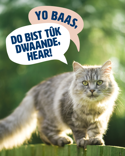 Een kat met een tekstballon waarin staat: Yo Baas, do bist tûk dwaande hear!