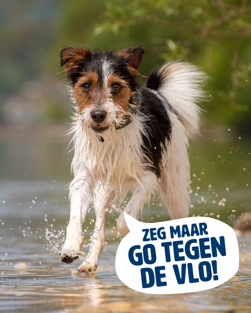 Een hond met een tekstballon waarin staat: Zeg maar go tegen de vlo!