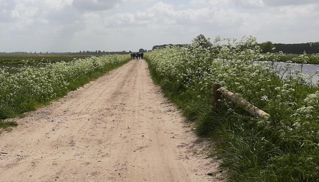 Een zandpad tussen groene bermen met witte bloemetjes en rechts water