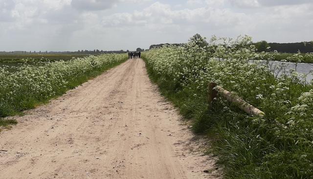 Een zandpad tussen groene bermen met witte bloemetjes en rechts water