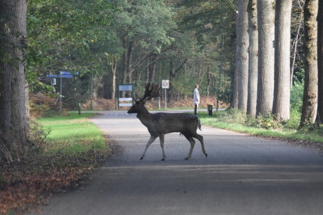 Een damhert loopt over de weg. Op de achtergrond staat een persoon.