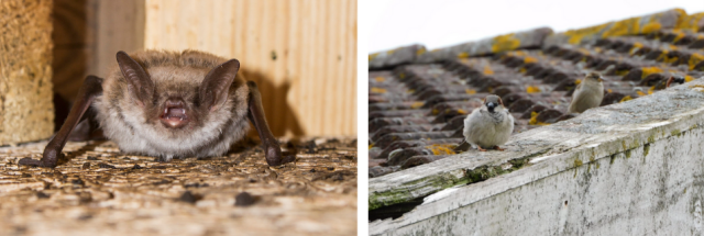 Twee foto's naast elkaar. De eerste foto is een afbeelding van een Meervleermuis en de tweede foto een afbeelding van mussen op het dak