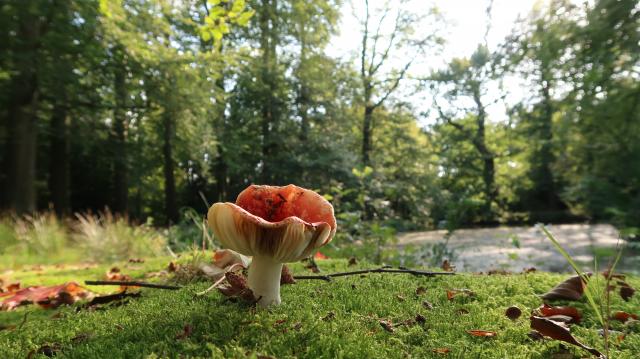een ontluikende paddenstoel op een bedje van mos in het bos